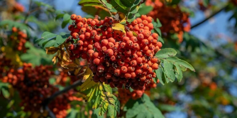 Rowan berry: All you need to know