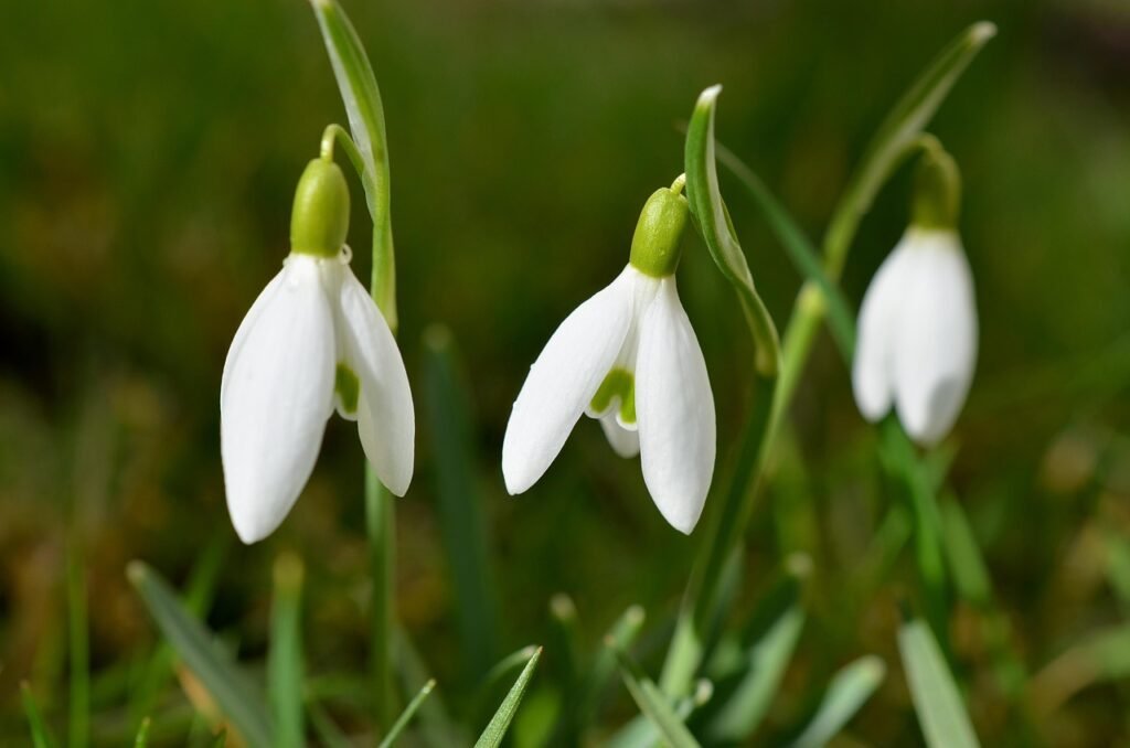Snowdrops-congerdesign-flowers-523667_1280