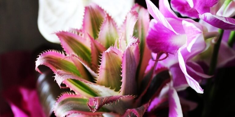 9 Unique Plant Gifts for Valentine’s Day for People Who Hate Roses