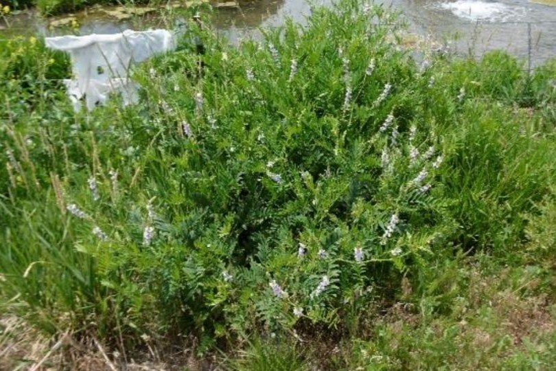 goatsrue-main-thumbnail