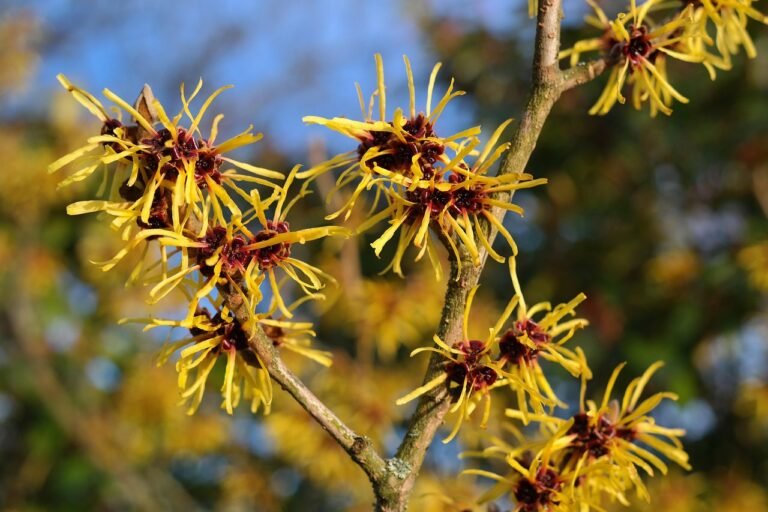 Hamamelis (Witch Hazel): All you need to know