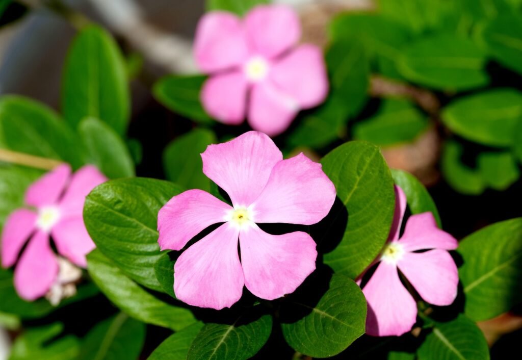 ignartonosbg-rosy-periwinkle-6860694_1280