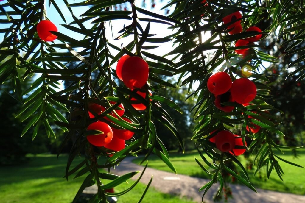 kloentaler-yew-2548726_1280_edited