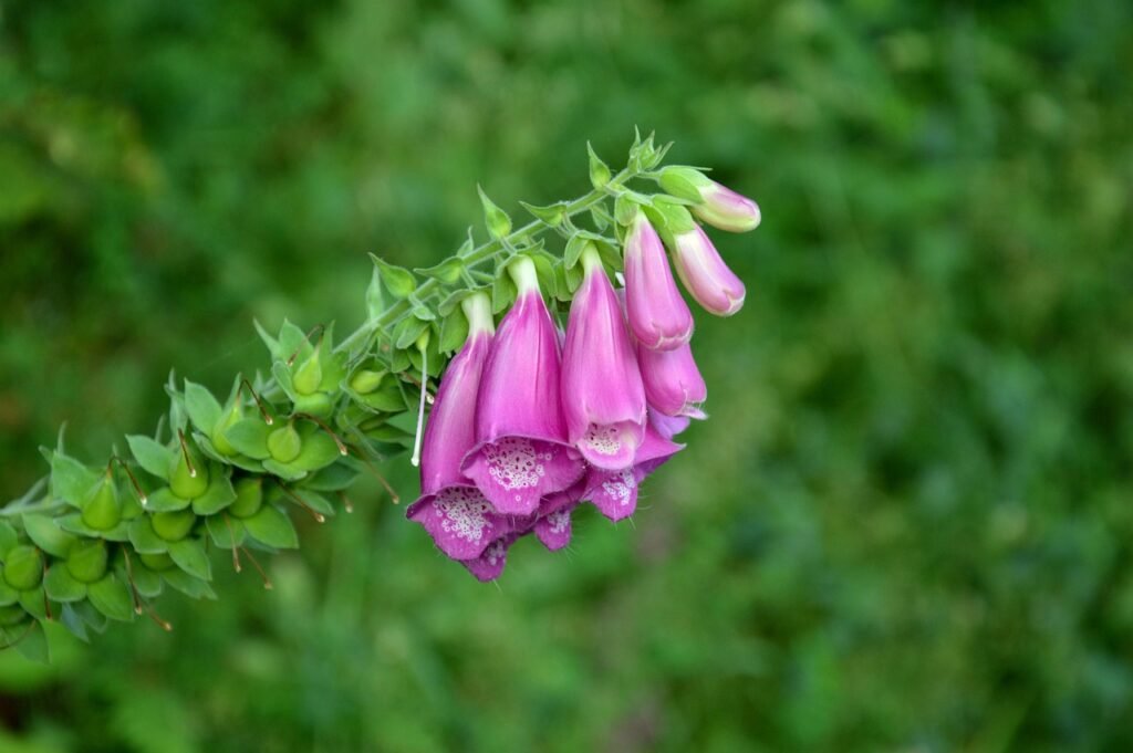 lecreusois-digitalis-flowers-1628426_1280
