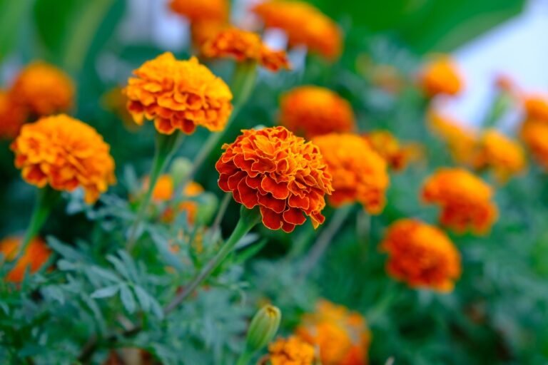 Marigold: All you need to know