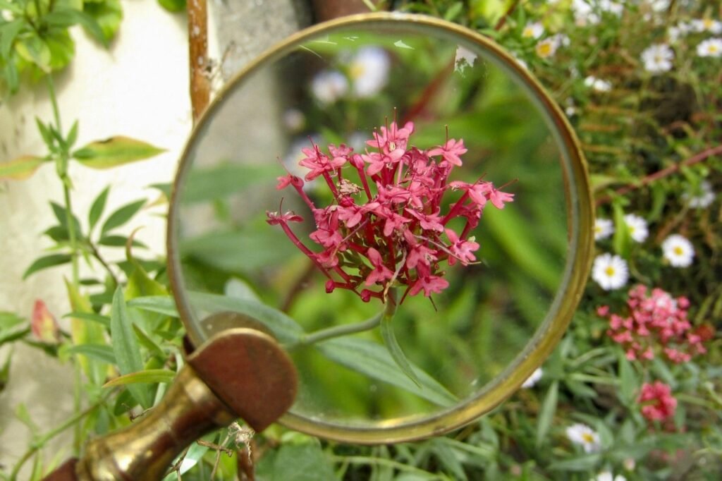 magnifying-glass-3714543_1280_edited