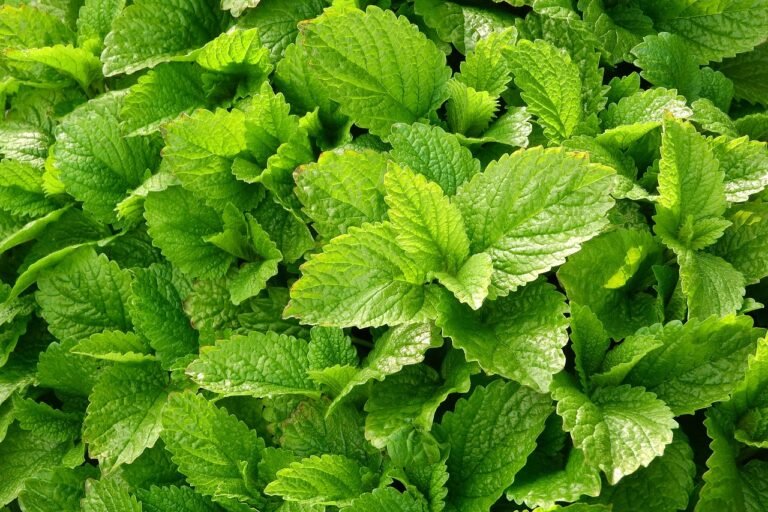 Lemon Balm: All you need to know