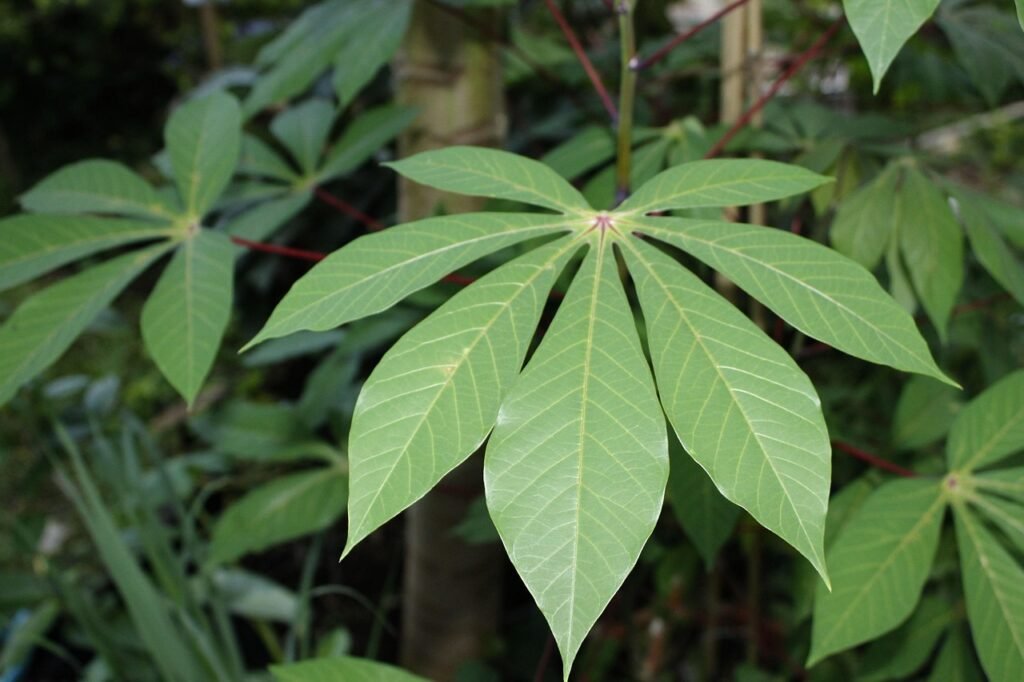mayapujiati-cassava-leaves-1676161_1280