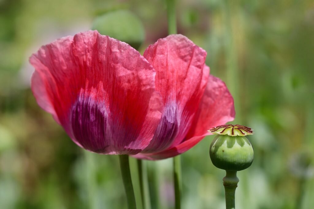 nennieinszweidrei-opium-poppy-7283720_1280