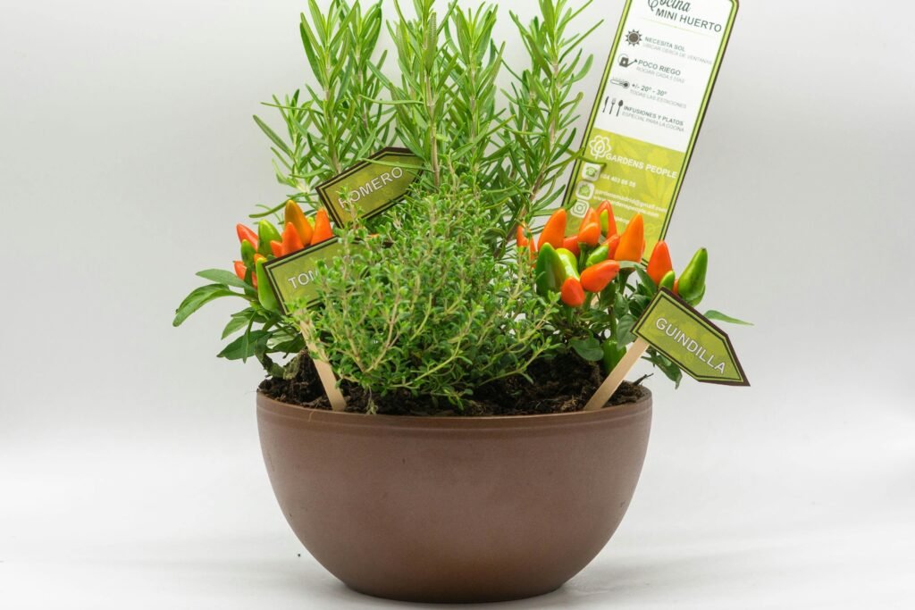 pexels-luis-marval-3826409-5672371_edited