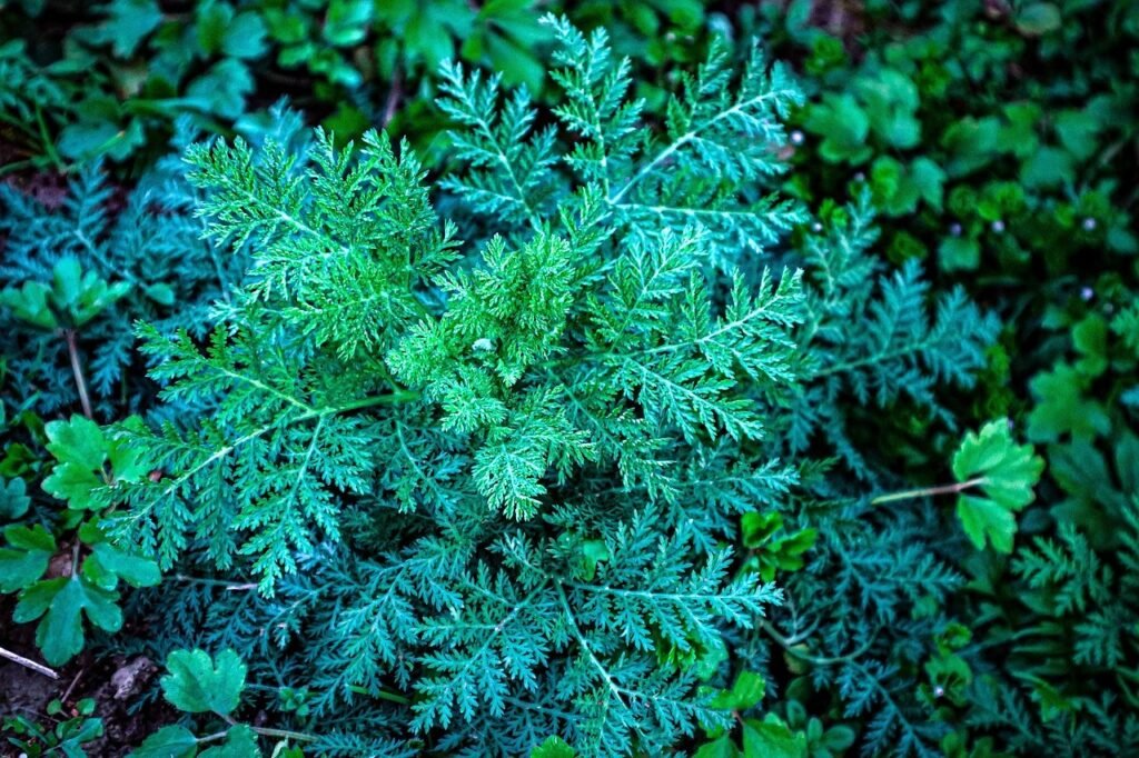 ren-zai-jie-tu-sweet-wormwood-7018187_1280_edited