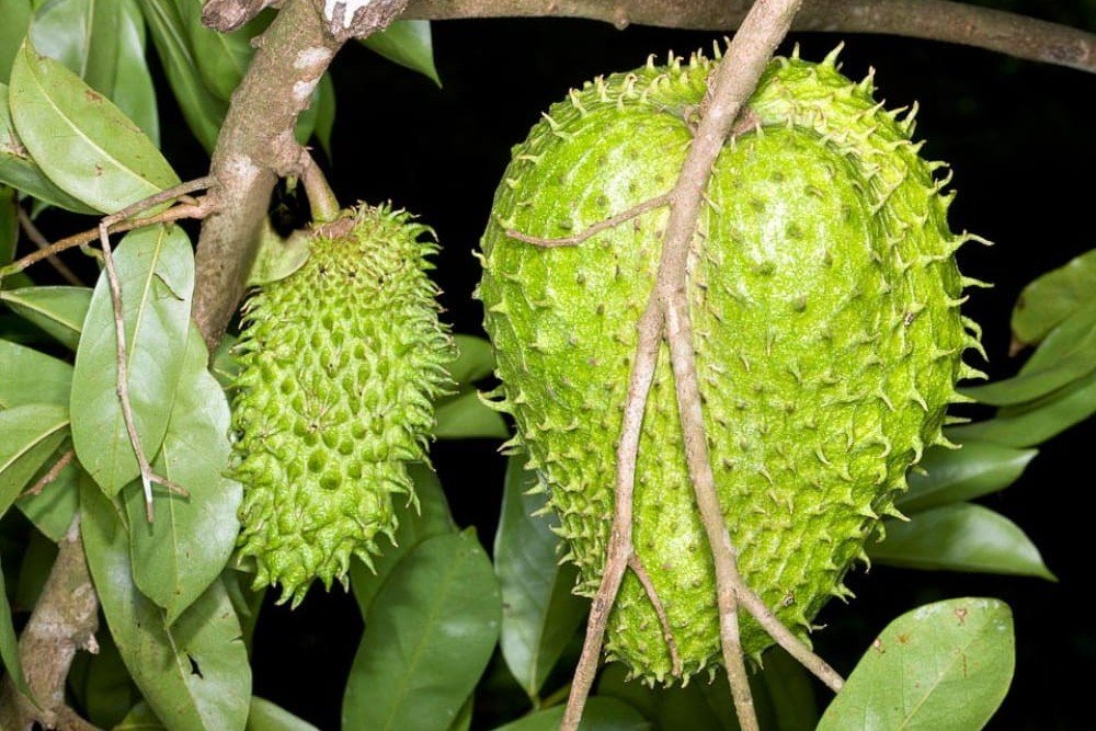 Annona muricata_edited