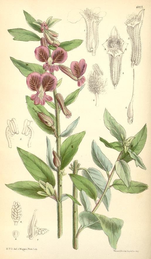 Cuphea lanceolate_Curtis Botanical Magazine Vol. 105 1879_Biodiversity Heritage Library