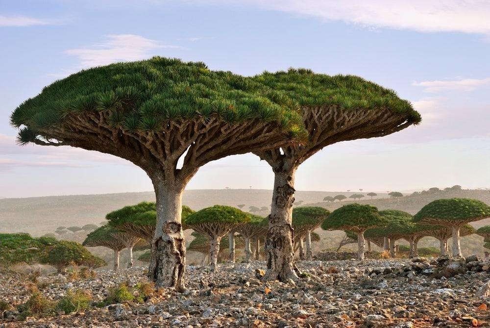 Dragon_tree_dragons_blood_ml_edited