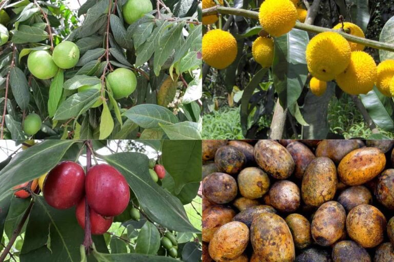 4 Powerful Amazon Wild Fruits You Need to Know: Araza, Uchi & More Superfruits of the Rainforest