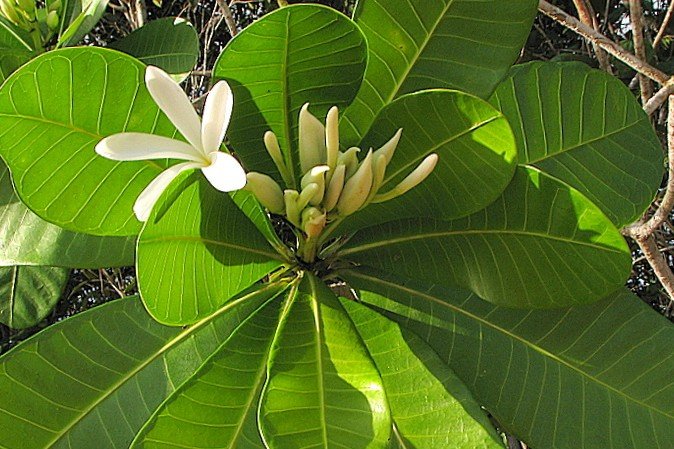 Himatanthus_bracteatus_(A.DC.)_Woodson_-_Flickr_-_Alex_Popovkin,_Bahia,_Brazil_(1)_edited