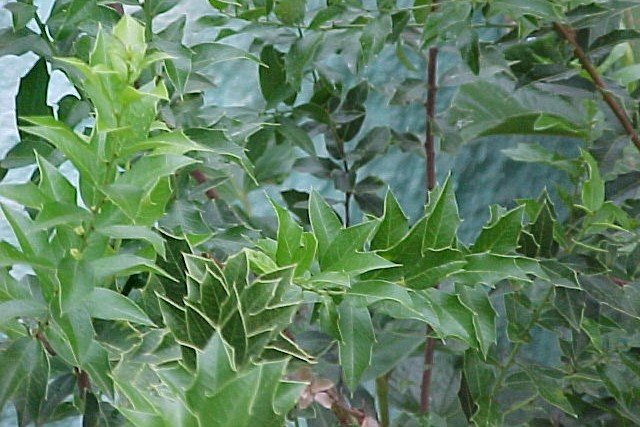 Maytenus_ilicifolia_edited