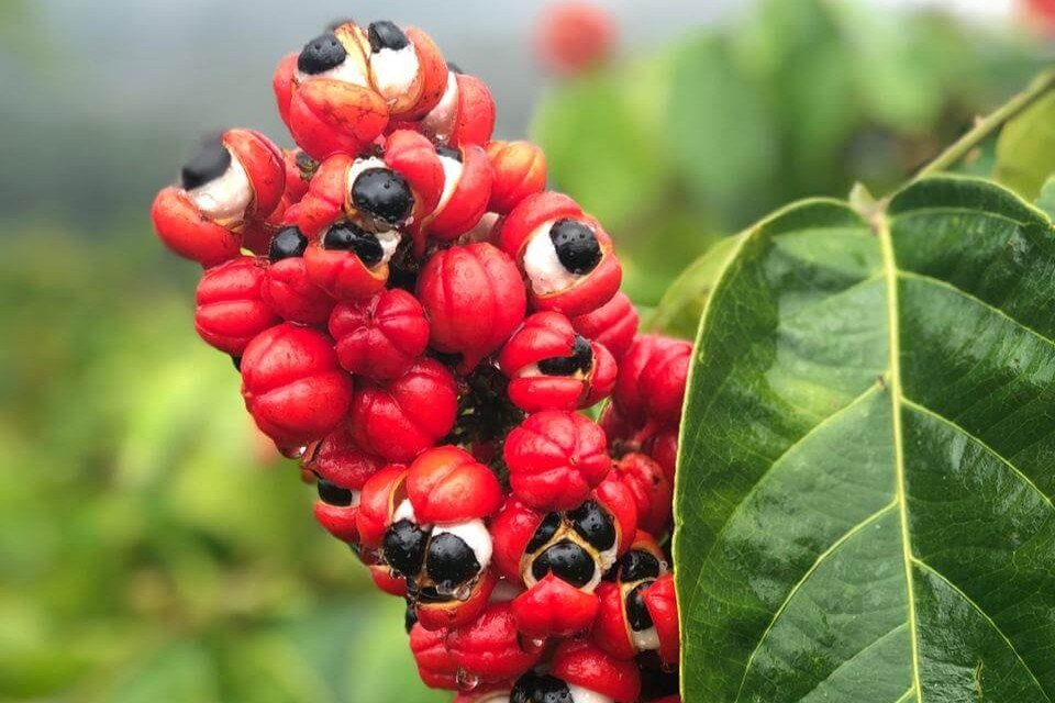 Paullinia cupana_edited