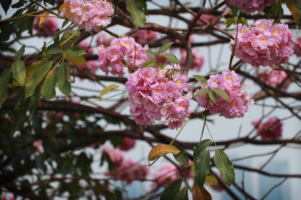 Tabebuia impetiginosa_abclong-flowers-7057069_1280