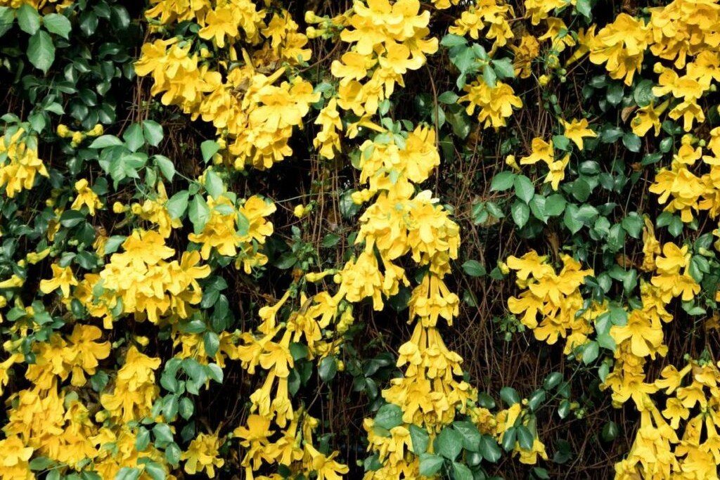 Trepadeira-Unha-de-Gato-1024x1024_edited