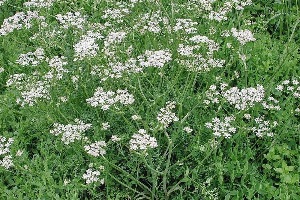 como-cultivar-cominho-_edited