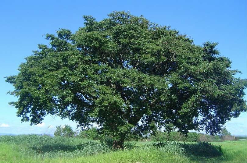 copaifera langsdorfii04_edited