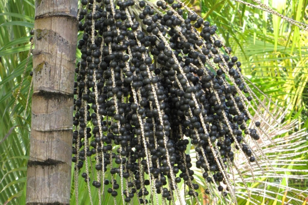 euterpe-oleracea4-x__58760_edited