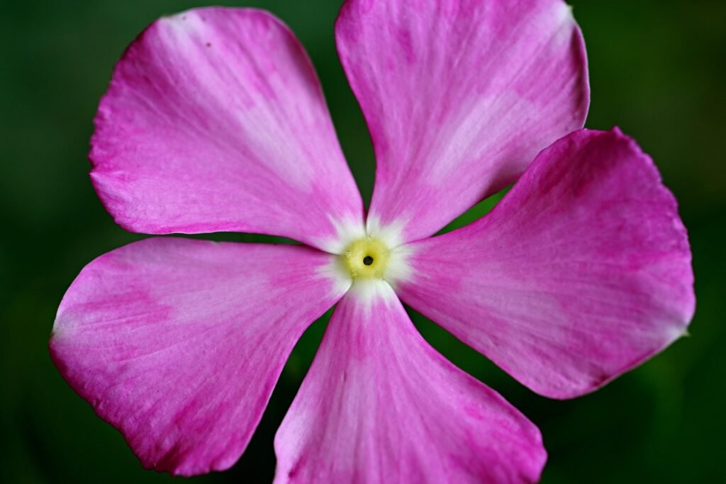 ignartonosbg-pink-flower-6963511_1280