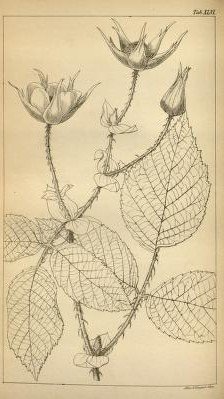 mobot31753002356431_0099_Rubus rosifolius-edited