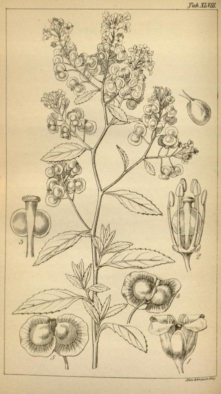 mobot31753002356431_0103_Cremolobus peruvianus_edited