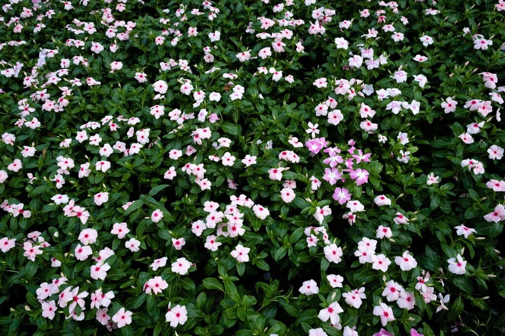 tieubaotruong-rosy-periwinkle-6648609_1280_Tiểu Bảo Trương from Pixabay