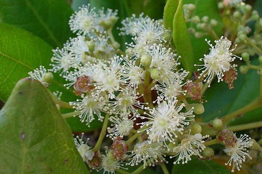 Starr-050516-1367-Pimenta_dioica-flowers-Maunaloa-Molokai_24762757525_ Forest and Kim Starr_CC BY 3.0 US_ via Wikimedia Commons_edited