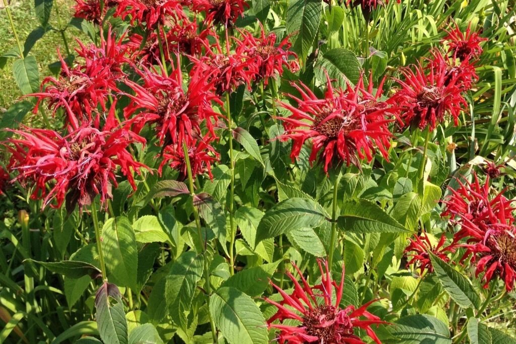 aliaslibrarian-wildflowers-239626_1920_edited