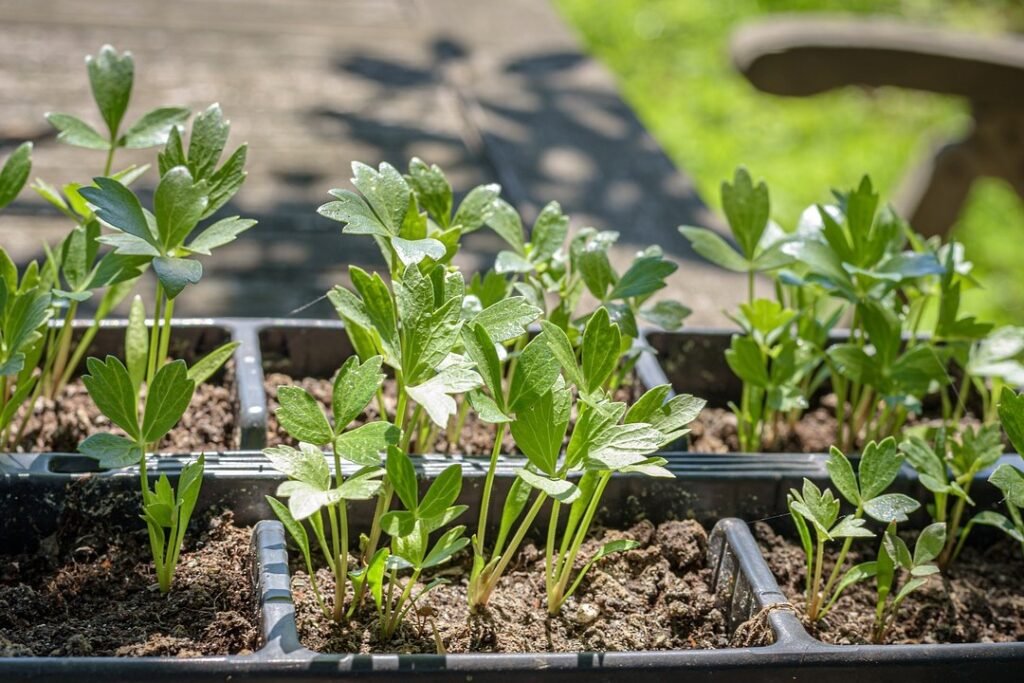 andreasgoellner-lovage-4296004_1280_edited