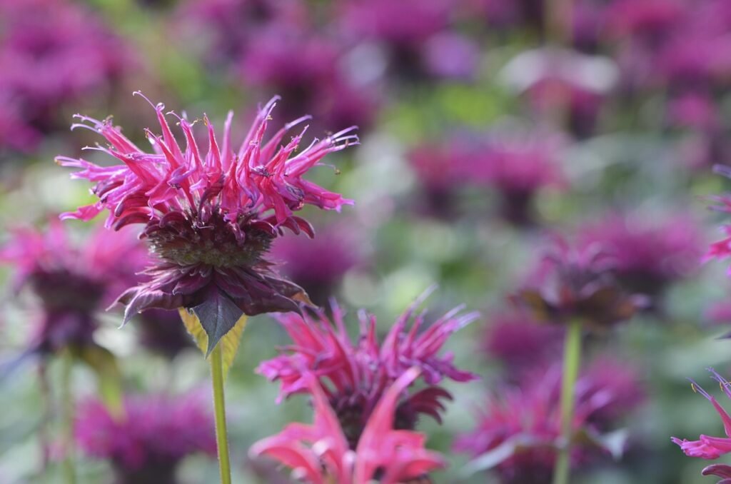 firalivet-bee-balm-1043110_1280