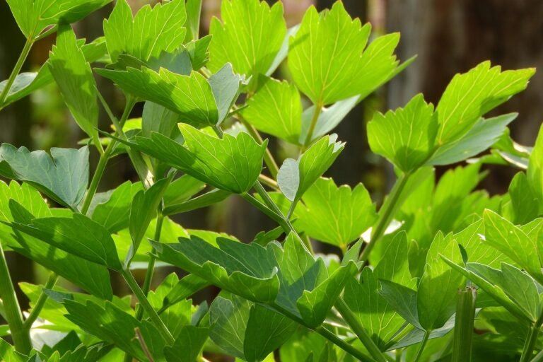 Lovage: All you need to know