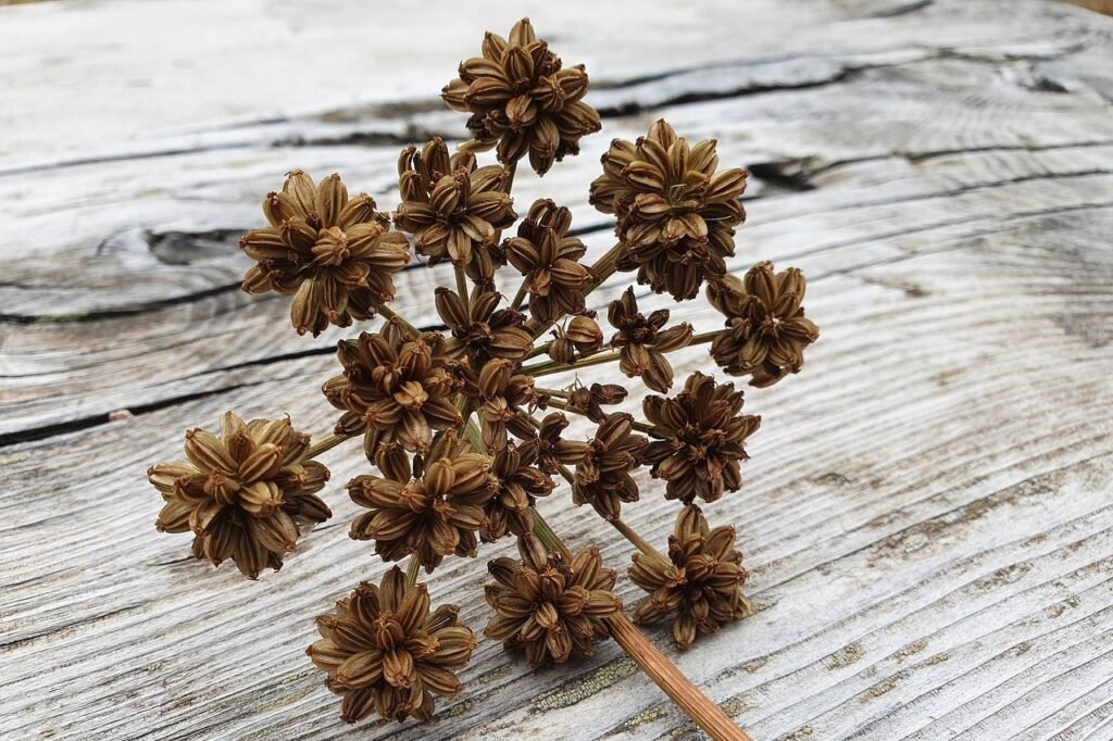 suse_k-lovage-6790204_1280_edited